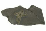 Ordovician Brittle Star (Ophiura) - Morocco #329146-1